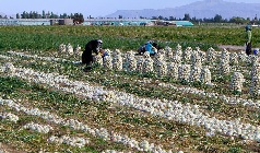 کشاورزان عنبرآبادی از کشت بی رویه پیاز خودداری کنند