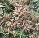 برداشت ۱۱ تن بادام زمینی در شهرستان عنبرآباد