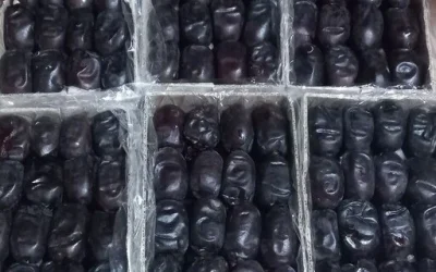 آغاز برداشت خرما در بیش از ۸۵۰۰ هکتار نخیلات عنبرآباد